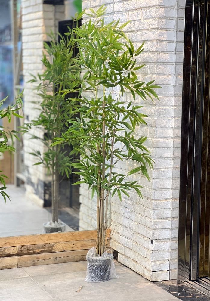 درختچه بامبو(7336)