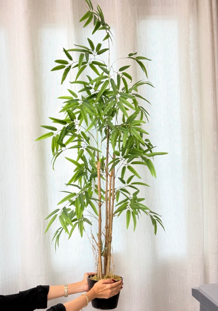 درختچه بامبو(7280)