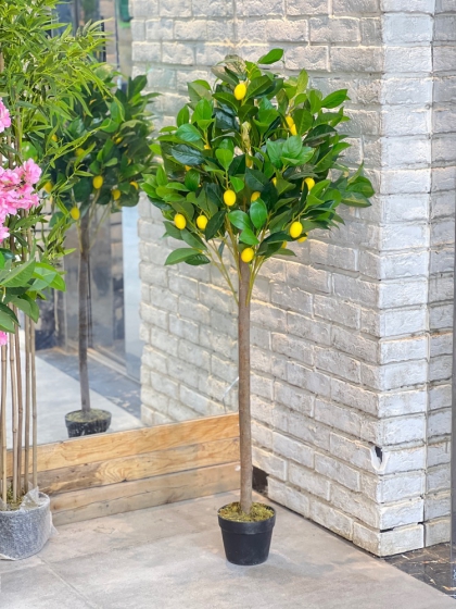 درختچه لیمو (7282)